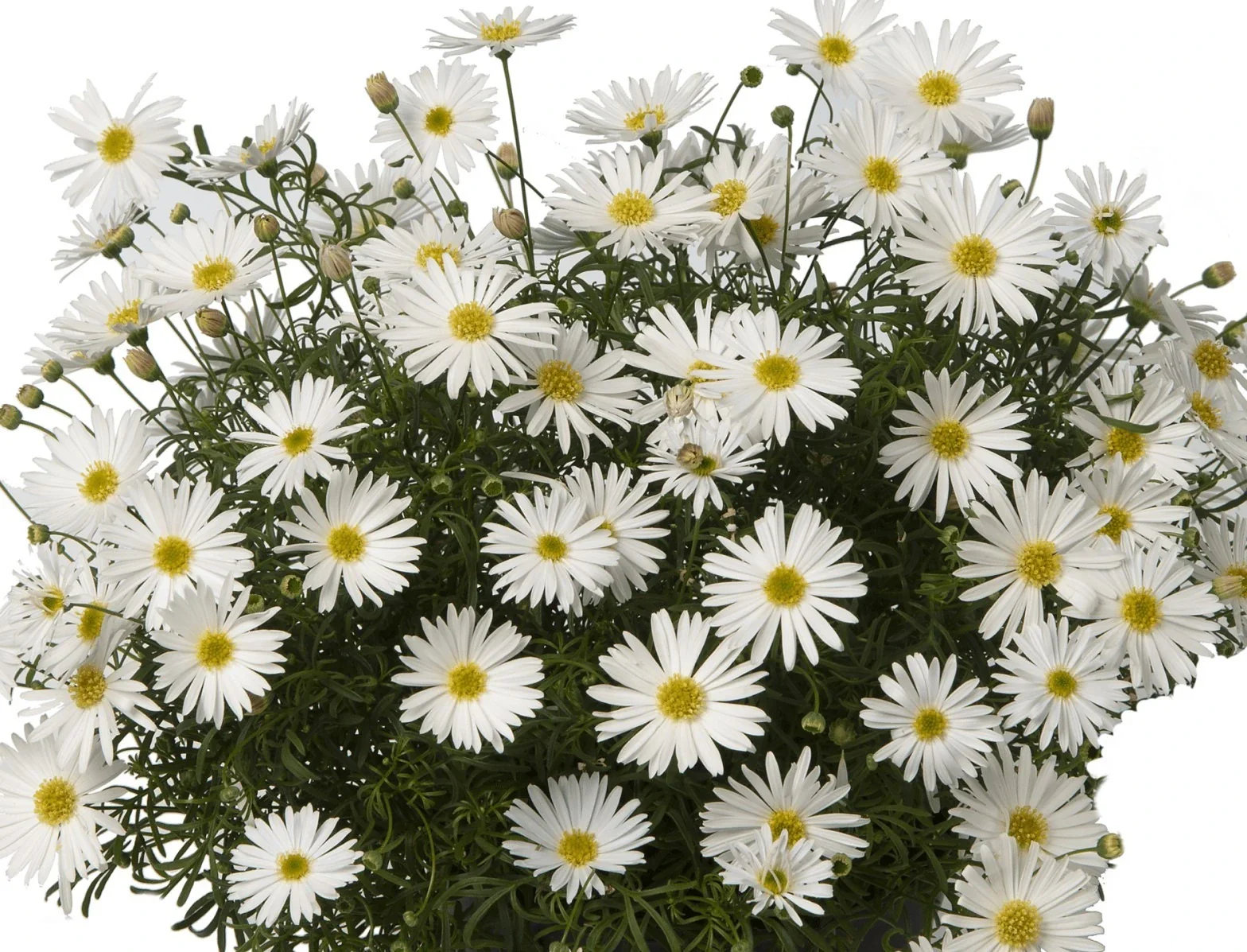 Herbaceous Perennials