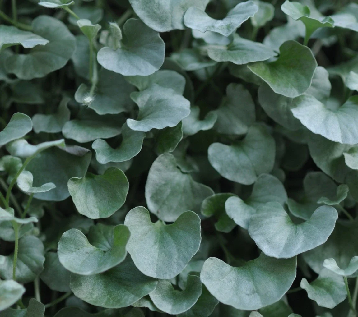 Hardy Plants